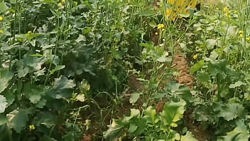 Mamta Went To The Mustard Field And Her Husband Seized The Chance To Give Her A Hardcore Pounding In Clear Hindi Voice Outdoors